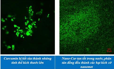 Thí nghiệm thành công Nano Curcumin từ cây nghệ vàng